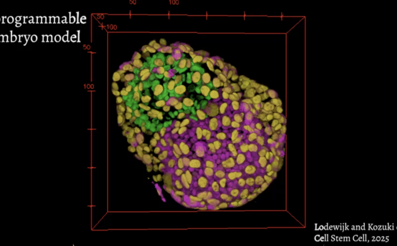 Scientists program stem cells to mimic first days of embryonic development